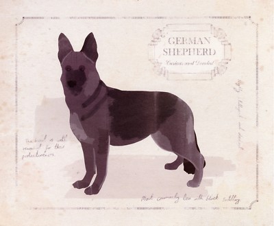 GERMAN SHEPHERD DOG ALSATIAN FINE ART PRINT - by Clara Wells - GSD - G.S.D.