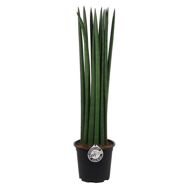 wie viel efeu pro meter Hecke am laufenden Meter® Efeu main image 0
