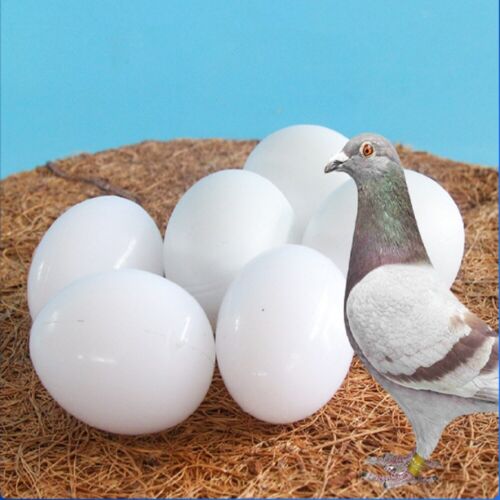 6x White Solid Plastic Pigeon Dove Eggs Dummy Eggs Improve Laying Survival Rate - Picture 1 of 5