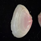 Tellina lineata (True Rose Tellin) Shells Lot Of 2 Clearwater FL (S185) — photo 6