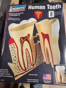 Dental Model  Educational New 