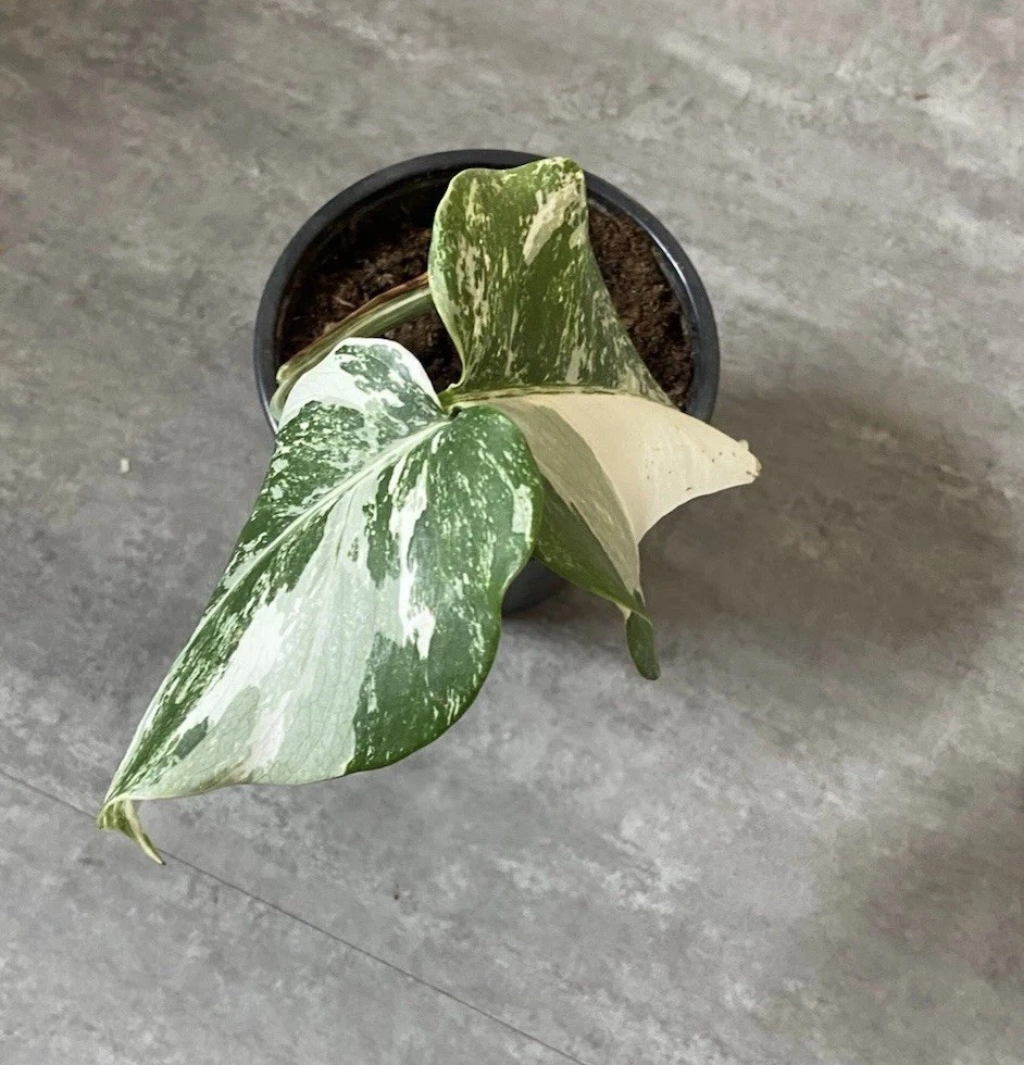 Monstera Deliciosa Variegata online kaufen | eBay.de
