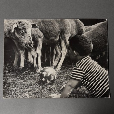 1960 Black and White Photo of Child and Sheep W715