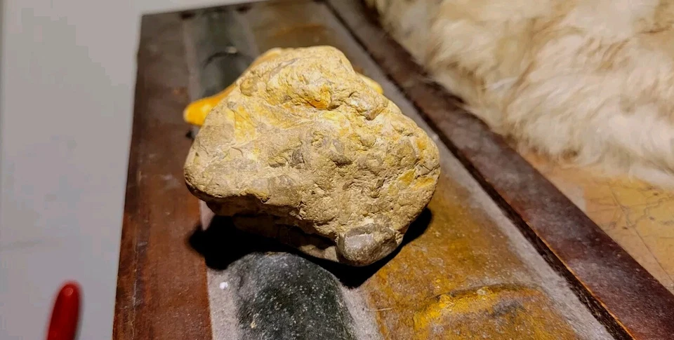 Bird Skull fossil in Stone Matrix Permineralized Compression Fossil  - Image 3 of 4