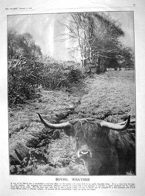 Original alter antiker Druck 1909 Bovril Highland Cattle Dennis Landaulette 20.