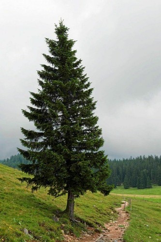 Picea Abies Alba Europäisch Norwegen Fichte Silbertannensamen Samen - Bild 2 von 12