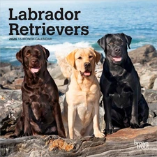 Labrador Retrievers | 2026 7x14" (Hanging) Monthly Mini Wall Calendar