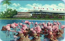 Flamingos and Nests at Hialeah Race Course Florida Postcard Posted