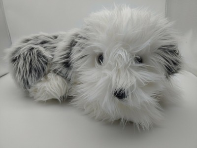 grey and white sheepdog