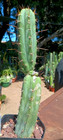 Echinopsis 'PDN (Pacific Desert Nursery)' 13" Stump w/ Pup, Mature Hybrid Cactus — photo 4