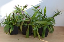 Ragged Robin - Silene flos-cuculi , 3 plants in 9 cm pots