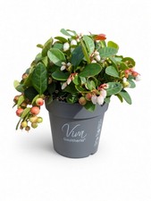 Gaultheria Red Big Berry | Evergreen Shrub | 10 CM