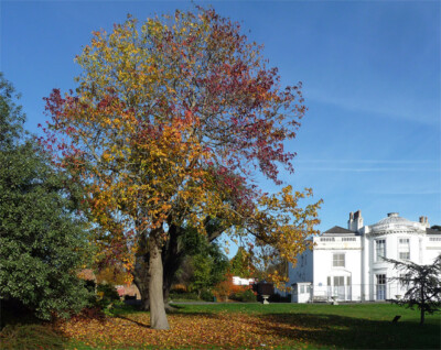 FOTO LONDON HERBSTLICHER PARK NORWOOD GROVE (5) EIN AHORN BIETET EINE SCHILLERNDE SHOW. A