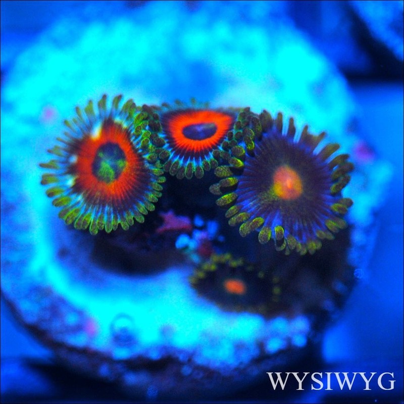 Corals of Eden ~ WYSIWYG Live Coral Frag ~ Ultra Zoa - Soft Coral