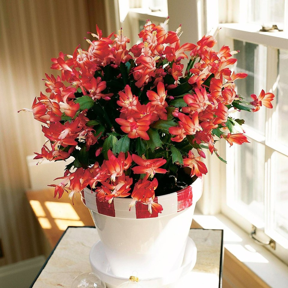 Christmas Cactus Indoor Plant in 10cm Pot Red Flowers Schlumbergera