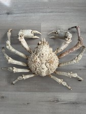Spider Crab