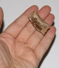 Theropod Vertebra - Dinosaur Fossil - Hell Creek Formation Late Cretaceous 65MYA