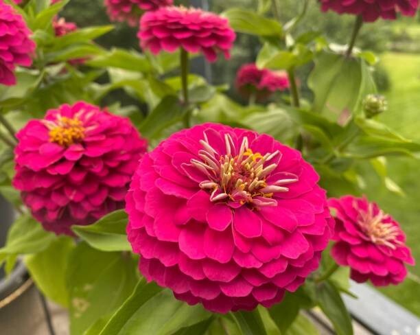 100 DAHLIA FLOWERED ZINNIA SEED MIX | 2026 SALE FREE SHIPPING NON GMO HEIRLOOM
