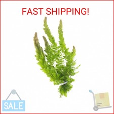 Canton Aquatics Live Fish Aquarium Plants - Hornwort Coontail - Floating or Root