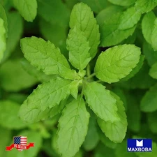 Basil 100 Seeds Holy Green Leaf Non-GMO Heirloom Herb Garden