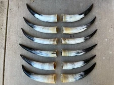 Scrimshaw STEER HORNS 14 inches long to 17" POLISHED BULL COW (ONE PAIR ONLY)