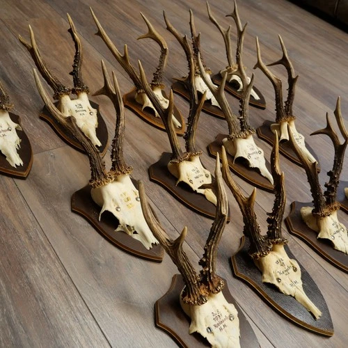 Rehgeweihe 13x Older Roebucks Antlers Trophy Plaques 21.480 Used