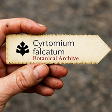 Cyrtomium falcatum | Japanese Holly Fern | 100 SEEDS -