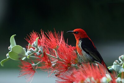Digital Image Picture Photo Wallpaper Background Desktop AI Art Sample Product