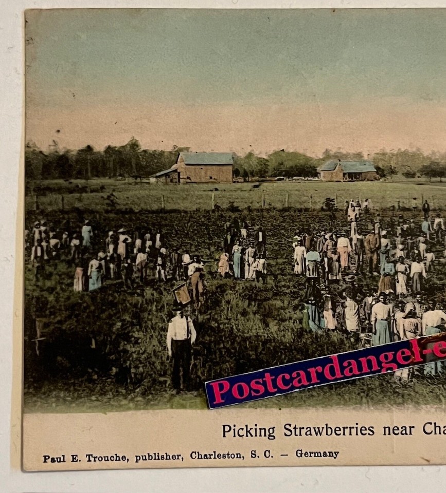 North Carolina Chadbourn NC Postcard Picking Strawberries 1908 eBay