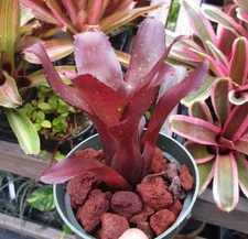 BUY ANY 3 SAVE 15% BROMELIAD Neoregelia HALLOWEEN Dark Funky Mini Beauty! Offset