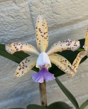 Coerulea Cattleya Leolodiglossa X Little Leopard Compact Fragrant Orchid Coerulea Cattleya Leolodiglossa X Little Leopard Compact Fragrant Orchid