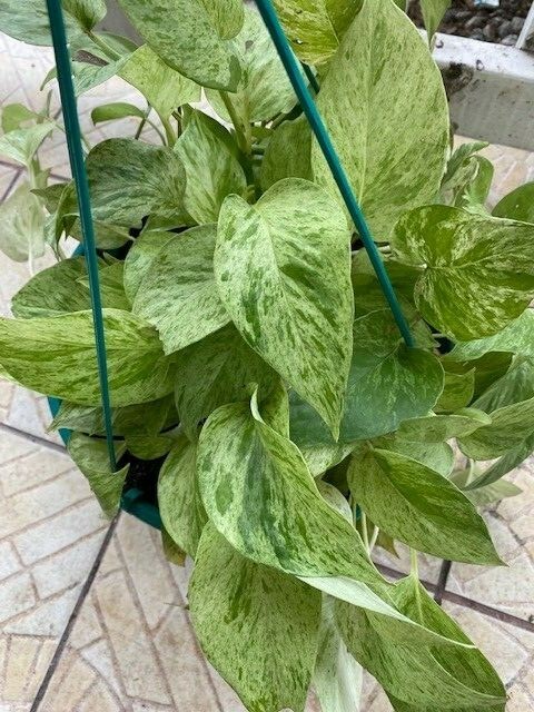 green and white pothos Marble Queen Pothos – Stunning Variegated, Low-Maintenance Houseplant