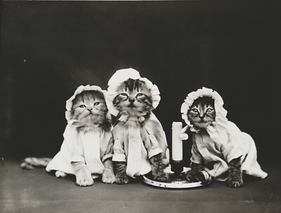 Black and White Photo Ready for Bed Kittens Cats  8x10 Reprint  A-6