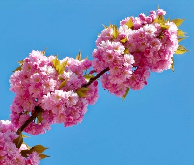 Prunus serrulata - Japanese cherry | Sakura