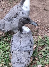 6 Fertile Duck Hatching Eggs - Cayuga x Swedish Blue Mix - Fresh Oregon only 