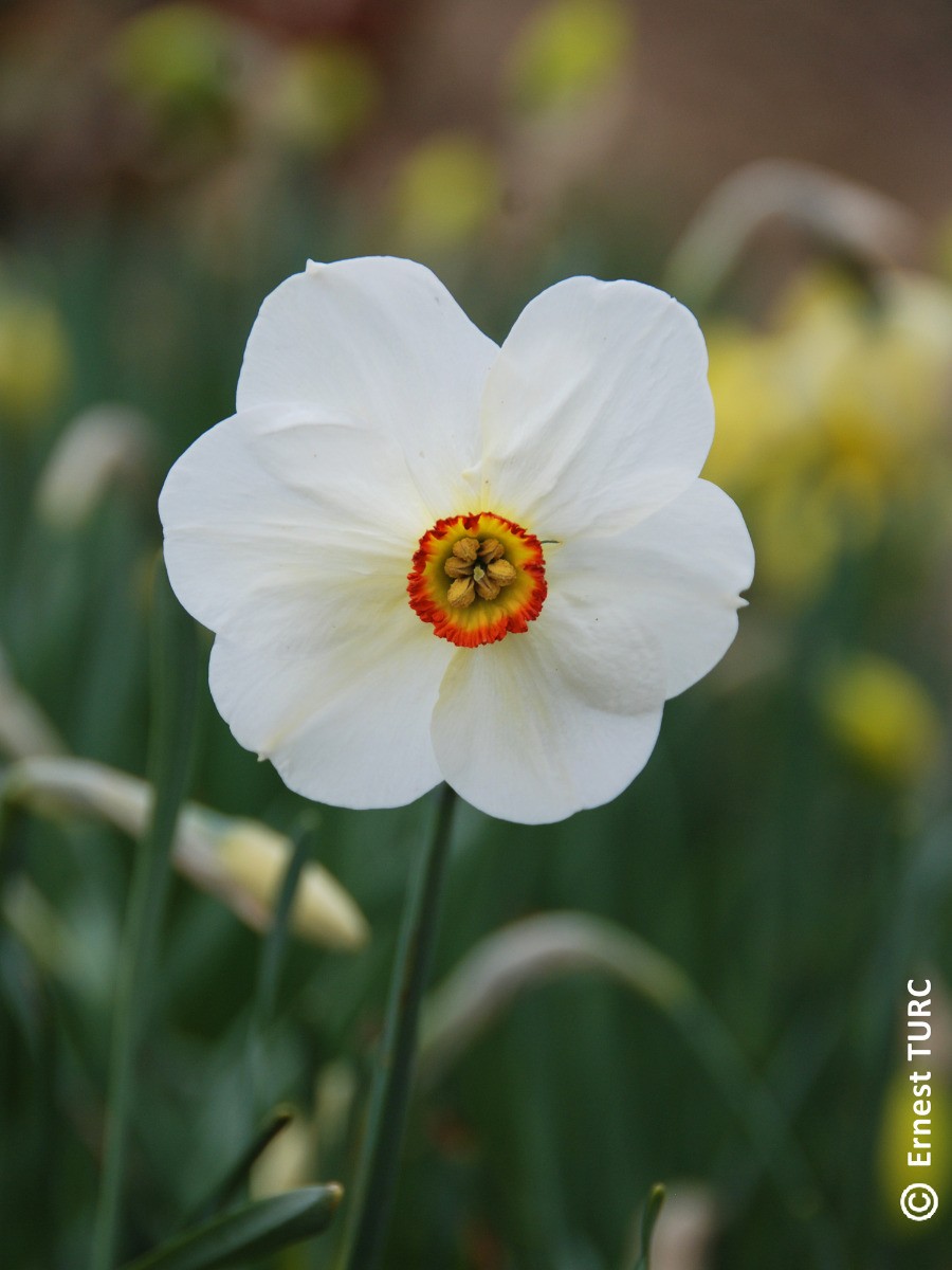 Narcissus poeticus Actaea grand bulbe de qualité supérieure pour massif