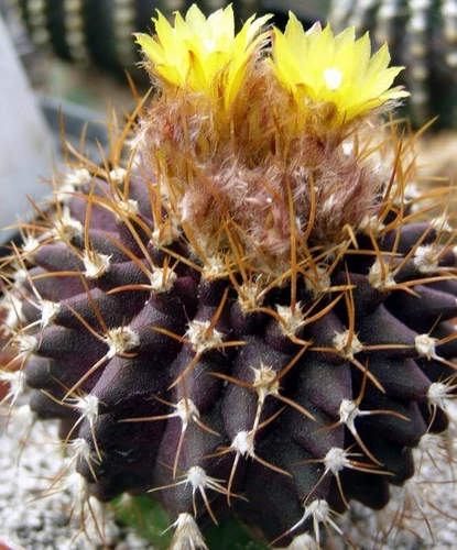 Uebelmannia buiningii HU141, 10 seeds