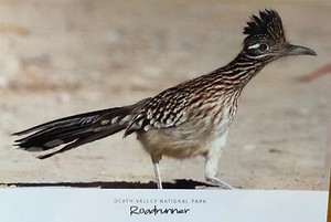 ROADRUNNER  Postcard   - Death Valley National Park - California