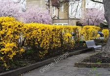 Photo 6x4 Garden by St.Peter's Square, Hammersmith Hammersmith/TQ2279 Th c2010