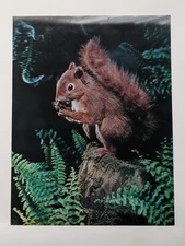 3D VTG Taxidermy Squirrel 1960’s Hologram Wonder Co Tokyo Japan