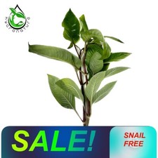 Hygrophila Corymbosa 'Compacta' compakta Live Freshwater Aquarium Plants