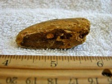 Dinosaur fossil tooth Spinosaurus Cretaceous Era bigger 2 inch long CS54