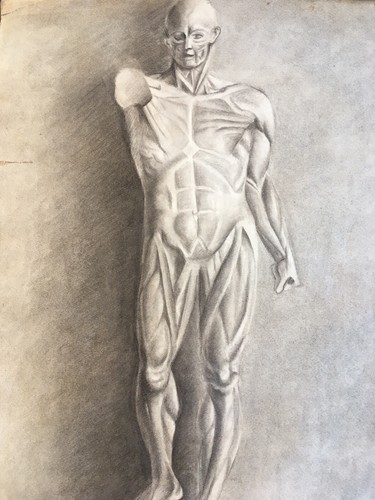 Superb Large Drawing 60cm Flayed Anatomy Curiosi Handmade Mine Lead 1916