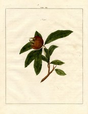 Antique Print-MEDLAR-FRUIT-Pomologia-Knoop-1758