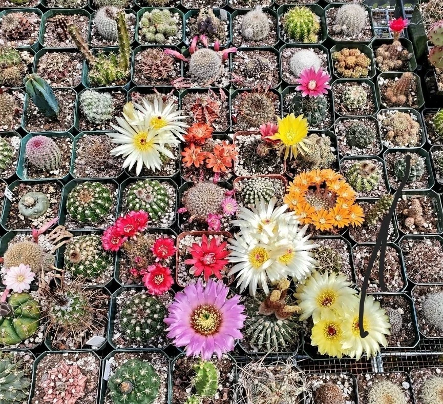 Mix Cacti seeds (100 Seeds) - Image 3 of 4