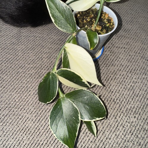 Hoya polyneura, äußere Variegation, bewurzelte exakte Pflanze.