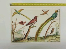 Stampa d'Arredo Vintage - Uccelli del Paradiso e Colibrì (Nicolas Robert