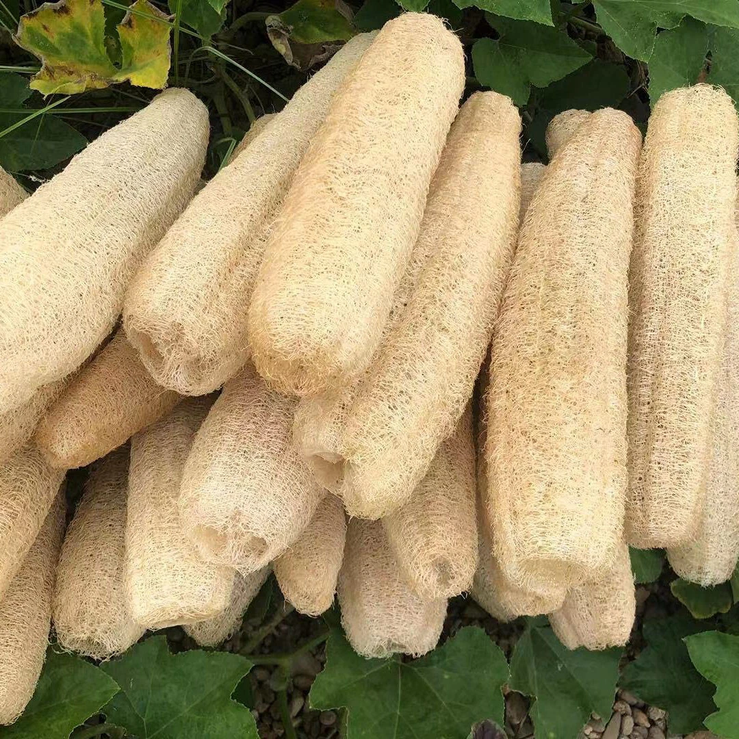 Tradition indgang Fem 10 Pack Natural Loofah Sponges Organic Luffa Bath Shower Sponge Exfoliating  Body | eBay