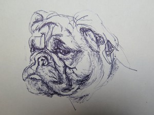 Dettagli Su Disegno Antico A Penna Su Carta Ritratto Di Un Cane Bulldog Muso Animale P28