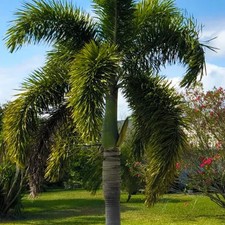 Foxtail Palm Plant - 1 Pot - Tropical Landscape &